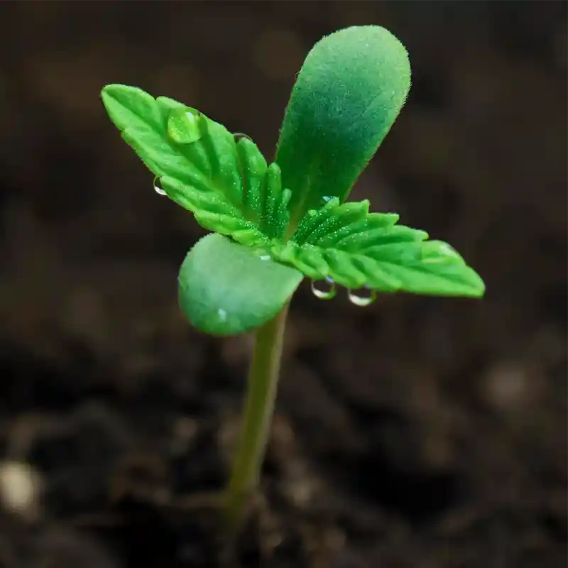 earth-chiang-rai-cultivation-2